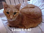 Linus was our first rescued cat and is responsible for our becoming so involved in animal welfare.  He at first hated Peaches, our 2nd cat and whom we got as a friend for Linus when she was only a few weeks old, and tried to poop in her food dish, but throughout the rest of their lives, they were best friends.